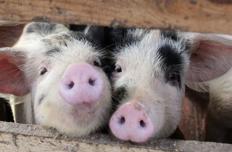 Нахрюкались: алкоголь делает свиней счастливее, а их мясо — вкуснее