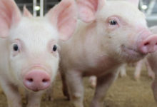 Фото - Нахрюкались: алкоголь делает свиней счастливее, а их мясо — вкуснее