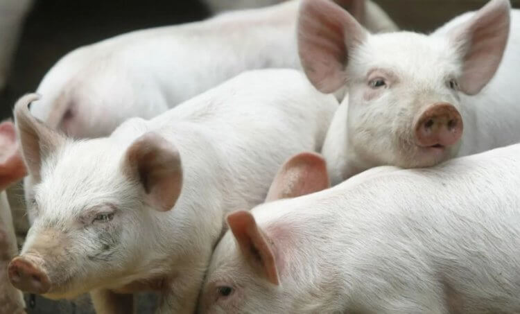 Нахрюкались: алкоголь делает свиней счастливее, а их мясо — вкуснее