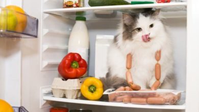 Фото - Почему «умные» холодильники скоро станут бесполезными?