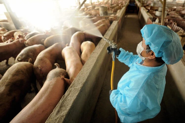 В Китае выявлен новый штамм свиного гриппа. Грозит ли миру новая пандемия?