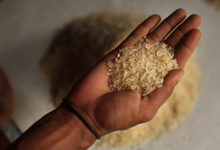 Фото - Названа смертельная опасность риса