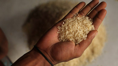 Фото - Названа смертельная опасность риса