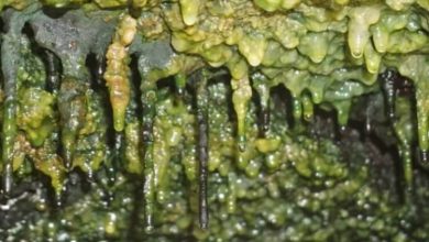Фото - В гавайских пещерах найдены загадочные формы жизни, неизвестные науке
