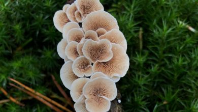 Фото - Биологи выяснили, что разделение царств животных и грибов шло очень медленно