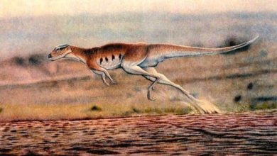 Фото - Палеонтологи выяснили, что птицетазовые динозавры зажили стаями раньше, чем считалось