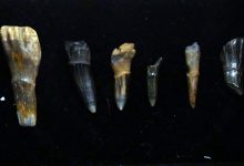 Фото - Палеонтологи выяснили, что зубы могут быть усложненными чешуями рыб