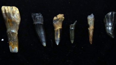 Фото - Палеонтологи выяснили, что зубы могут быть усложненными чешуями рыб