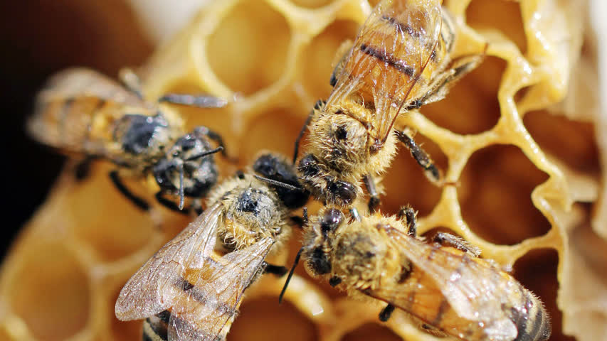 Фото - Раскрыт вред пестицидов для мозга медоносных пчел