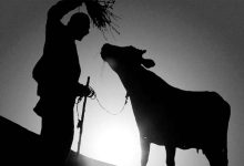 Фото - Академик РАН Зиновьева объяснила, почему российская клонированная корова крупнее обычной