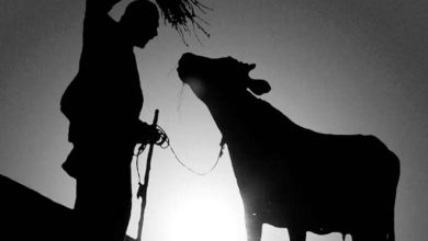 Фото - Академик РАН Зиновьева объяснила, почему российская клонированная корова крупнее обычной