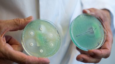 Фото - Биологи нашли уничтожающий бактерии токсин, атакующий их РНК