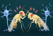 Фото - Биологи обнаружили у мух-дрозофил ген, помогающий им вовремя прекратить драку