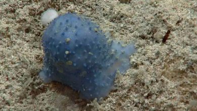 Фото - Биологи обнаружили загадочное голубое существо на дне Карибского моря