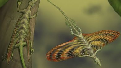 Фото - Биологи выяснили, что первый летающий «дракон» когтями регулировал форму крыла