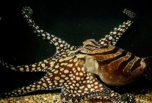 Фото - Биологи выяснили, что у осьминогов есть любимое щупальце для охоты