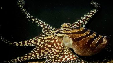 Фото - Биологи выяснили, что у осьминогов есть любимое щупальце для охоты