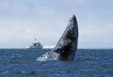 Фото - Биологи выяснили, почему у китов не повреждается мозг при плавании