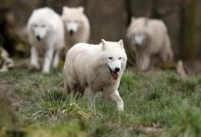 Фото - Китайские ученые первыми в мире клонировали арктического волка