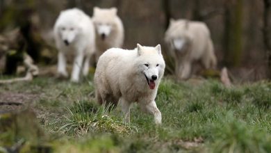 Фото - Китайские ученые первыми в мире клонировали арктического волка