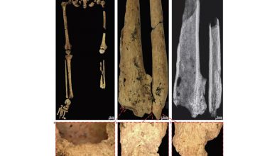 Фото - Nature: в Индонезии найдены свидетельства древнейшей ампутации ноги