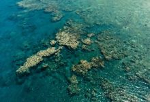 Фото - Ученые признались, что не могут спрогнозировать ущерб для кораллов от потепления
