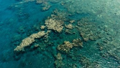 Фото - Ученые признались, что не могут спрогнозировать ущерб для кораллов от потепления