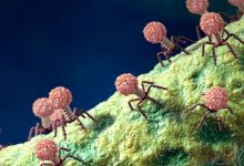 Фото - Ученые выяснили, как вирусы выбирают время для убийства клетки