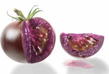 Фото - В магазины США поступят фиолетовые противораковые ГМО-помидоры