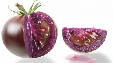 Фото - В магазины США поступят фиолетовые противораковые ГМО-помидоры