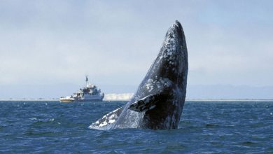 Фото - Археологи выяснили, что древние гренландцы охотились на карликовых оленей и гигантских китов