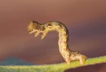 Фото - Биологи обнаружили червя, слюна которого разлагает пластик
