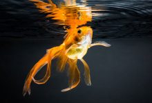 Фото - Биологи обнаружили у золотых рыбок отличную память