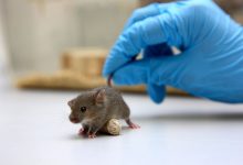 Фото - Cell Reports: слепые мыши могут заражаться зудом при «просмотре» видео с почесывающимися мышами