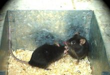 Фото - Нейробиологи выяснили, что отпор агрессору повышает стрессоустойчивость у мышей