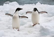 Фото - Пингвины Адели Восточной Антарктиды наполовину вымерли из-за глобального потепления