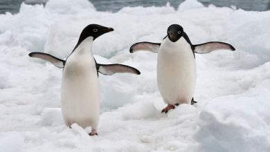 Фото - Пингвины Адели Восточной Антарктиды наполовину вымерли из-за глобального потепления