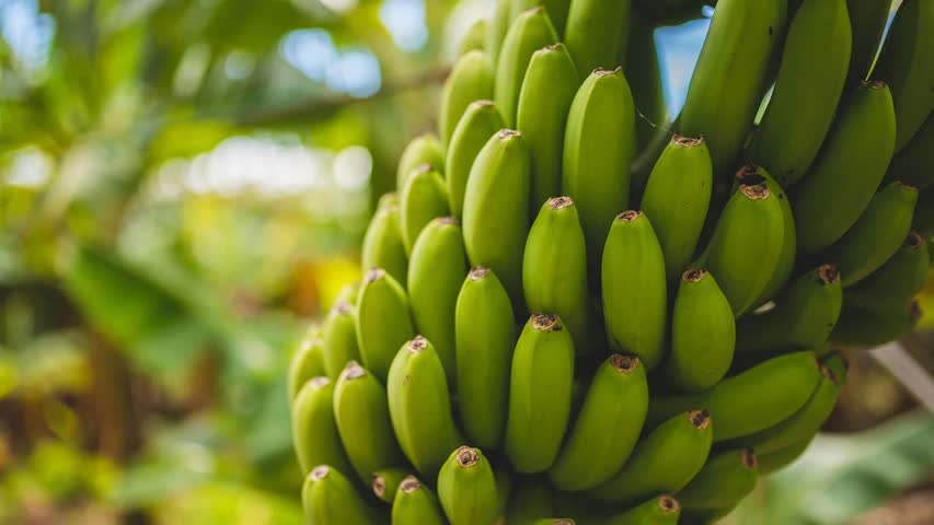 Фото - У современных бананов нашли трех загадочных предков