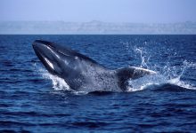 Фото - Ученые выяснили, что киты «танцуют» с ветром ради еды
