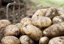 Фото - В России создали нетоксичный препарат для защиты картофеля от грибков