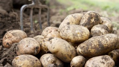 Фото - В России создали нетоксичный препарат для защиты картофеля от грибков