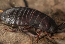 Фото - Вымерший 80 лет назад таракан был вновь найден в Австралии