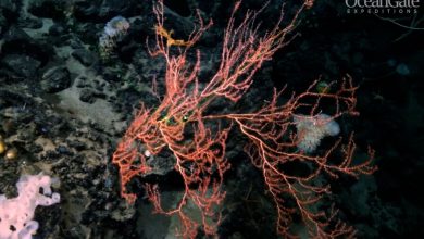 Фото - Загадочная отметка на сонаре около «Титаника» оказалась коралловым садом