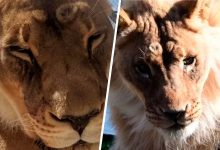 Фото - Зоологи удивились пожилой львице, отрастившей гриву
