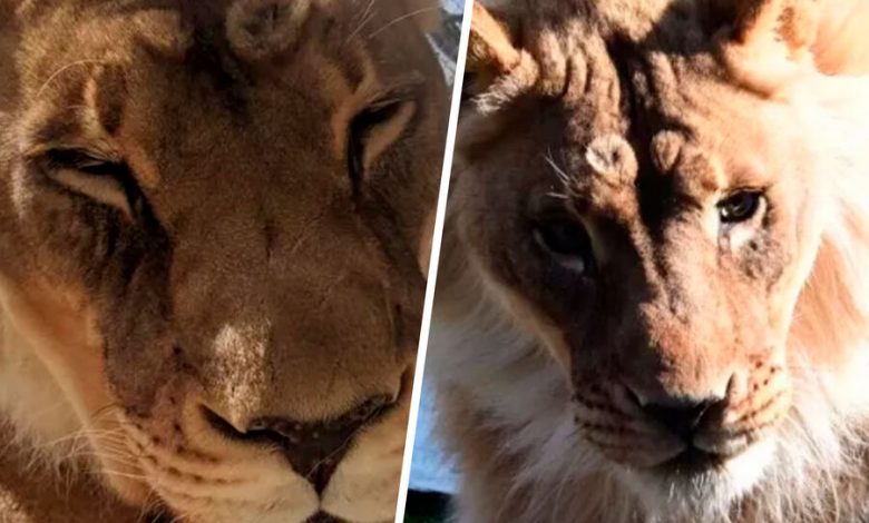 Фото - Зоологи удивились пожилой львице, отрастившей гриву