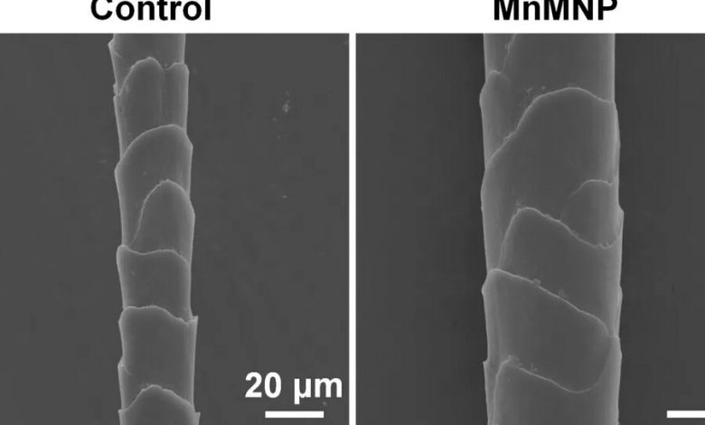 Фото - ACS Nano Letters: искусственный интеллект помог ученым вылечить облысение у мышей