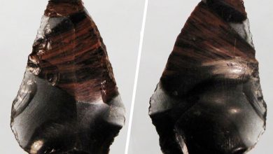 Фото - Археологи выяснили, чем скрепляли каменные орудия неандертальцы с Кавказа