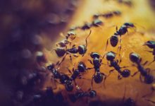 Фото - Биологи нашли способ сделать муравьев счастливыми