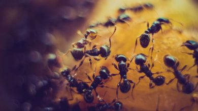 Фото - Биологи нашли способ сделать муравьев счастливыми