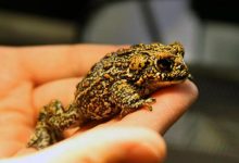Фото - Экологи предостерегли американцев от модного облизывания жаб